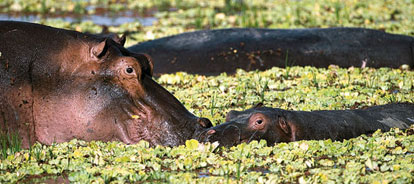 Tiere des Monats: Flusspferde